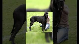 #great dane dog by pet lover video