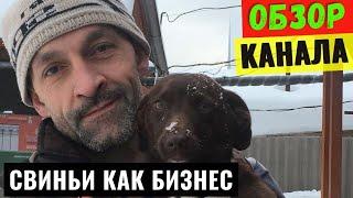 СВИНЬИ КАК БИЗНЕС Обзор и Доход Канала на YouTube