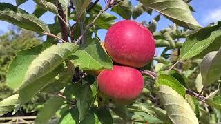 High Yields from Young Fruit Trees