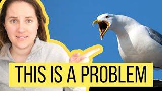 Let's talk about Britain's seagull problem