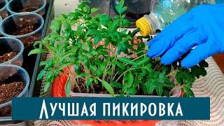 Как правильно пикировать томаты! В какой объем пикировать один или два помидора. Разные сорта!