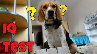 Ultimate dog IQ test. How intelligent is my beagle?