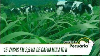 15 vacas em 2,5 ha de capim Mulato II