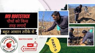 M9 ROOTSTOCK पौधों को किस तरह लगाएँ ! PR JOSHI ORCHARDS!