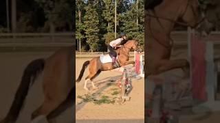 Help the fart #equestrianlifestyle #horse #equestrian #fypシ゚viral #shorts