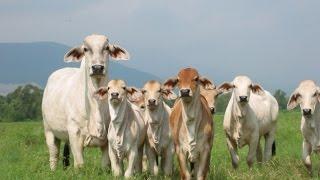 Ganadería Comercial Para la Producción de Carne - TvAgro por Juan Gonzalo Angel