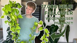 17.000 neue Follower durch diese Pflanze?! | Pflanzen Tops & Flops 2024