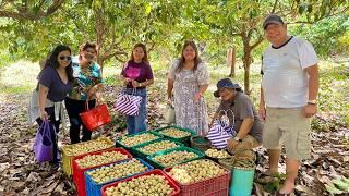 1st time Makakakita! UNLIMITED LANZONES sa 50 Hectares Orchard + DUKU VARIETY Super Sarap!