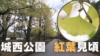 「イチョウ並木が黄色く色づく 高知市の城西公園」2024/11/27放送