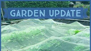 Garden Update plus 'Wild' Strawberries and Fruit Trees | Random With Rachel