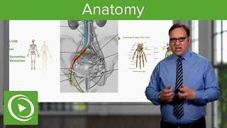 How to Master Human Anatomy  – Course Preview | Lecturio