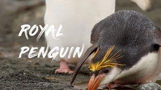Birding with Pete - Royal Penguin