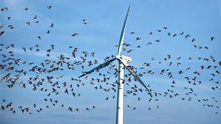 Dramatic Wind Turbine vs Birds Compilation