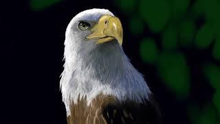 Рисуем реалистичного ястреба / Time lapse video: Drawing of a realistic eagle