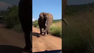 Elephant  short #video #shorts #funny #funnyanimal #elephant #animals #animalllover#youtubeshorts