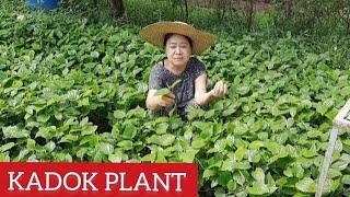 Kadok / kaduk plant at Encarnacion Farm by Mam Mags Ripas #encarnacionfarm