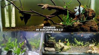 Pez Guppy, Pez Escalar, Tetras | Acuarios de Suscriptores 2.0 #319 | AcuariosLP