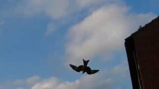 Red Kite dive bombing for food