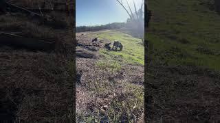 BJean running around on the homestead ️ #babygoats #goat #goatkid #goatlife #homestead #cute