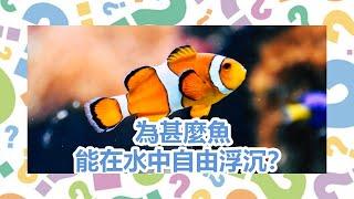 【十萬個為甚麼】為甚麼魚能在水中自由浮沉？