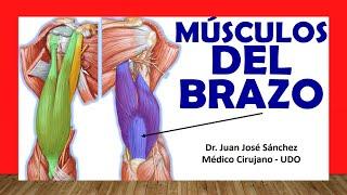  MUSCLES OF THE ARM. (Previous and Posterior). Easy, Fast and Simple