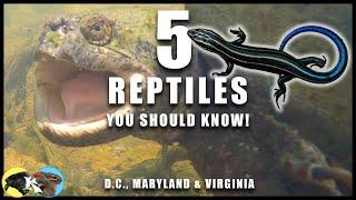 5 REPTILES You Should Know!  D.C., Maryland & Virginia | ft. Chubs & Daisy