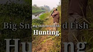 Airgun Fish Hunting | Big Snakehead Fish Hunting #fishing #airgun #shortsfeed