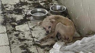 Imprisoned in Filth for Most of Her Life, She Longed to Stand But Fear Kept Her Down