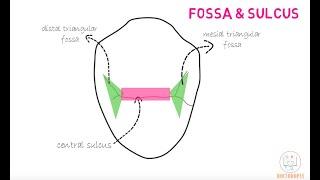 Permanent Maxillary 1st Premolar