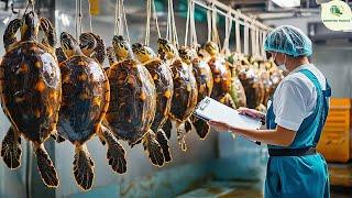 Turtle Farm - How Farmers Raise Millions of Soft-shell Turtles - Processing Turtles in a Factory