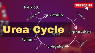 Urea cycle Explained||  Urea cycle biochemistry || conversion of Ammonia into Urea