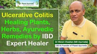 Ulcerative Colitis Healing Plants, Herbs, Ayurvedic Remedies by IBD Expert Healer Dr. Vikram Chauhan