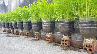 Cách trồng rau muống trong chai nhựa cũ cực dễ || Growing vegetables in plastic bottles is very easy