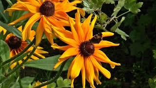 Wings of Whimsy: The Mesmerizing Ballet of Butterfly Gardens