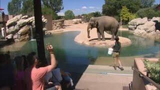 Denver Zoo taking proper steps to make sure animals are cool during heat wave