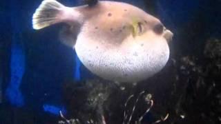 Dogface puffer puffing and deflating