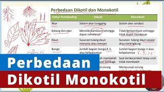 Perbedaan Dikotil dan Monokotil Secara Detail