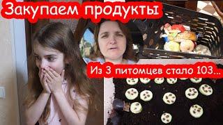 VLOG Реакция Алисы на хомяка. Лагерь 2 день