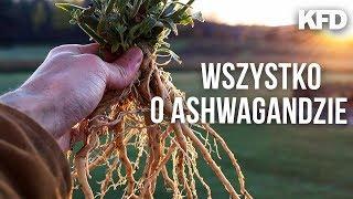 ASHWAGANDHA - Fakty i Mity - skuteczność adaptogenów? - KFD