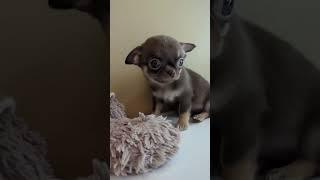 малыш Назар не спеша ищет ️ семью, вся информация на нашем сайте chihua.by