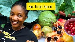 Harvest & Eat Exotic Fruits From My Backyard Food Forest