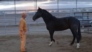 Conquered-Arizona Wild Horse Inmate Program