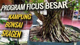 Review Program Ficus Besar di Kampung Bonsai Sragen