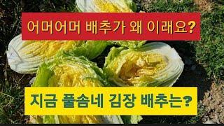 지금 풀솜네 김장 배추는? 배추 속이 왜 이래요?