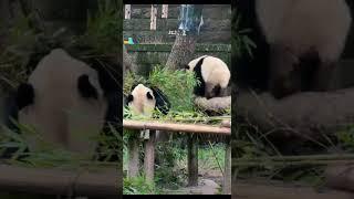 顺妈吃个竹子都要被偷袭！ #panda #大熊貓