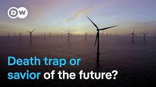 Wind farms in the sea - Opportunity or risk for nature? | DW Documentary