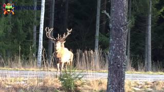 Ståtliga Kronhjortar vid passet / Magnificent Red Deers