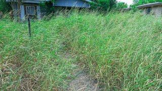 Super Overgrown Yard Gets Cut for the first time in Years for FREE | Oddly Satisfying