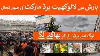 Birds Market Lalukhet Latest Update | Exotic Birds Market 2023 Update | Danish Ahmed Vlogs