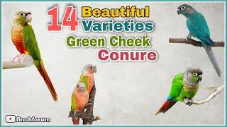 Top Green Cheek Conure Parrot Varieties | Green cheek Conure Mutations | Types of Green Cheek Conure